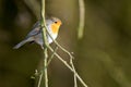 Robin red breast on branch Royalty Free Stock Photo