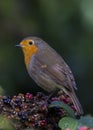 Robin Red Breast Royalty Free Stock Photo