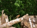 Robin red breast British bird on bird feeder medium shot Royalty Free Stock Photo