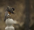 Robin Red Breast Bends Forward Royalty Free Stock Photo