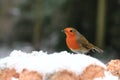 A Robin Red Breast in Mid Winter Snow Royalty Free Stock Photo