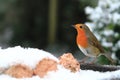 A Robin Red Breast in Mid Winter Snow Royalty Free Stock Photo
