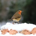 A Robin Red Breast in Mid Winter Snow Royalty Free Stock Photo