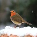 A Robin Red Breast in Mid Winter Snow Royalty Free Stock Photo