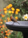 Robin red breast perched on a bird bath Royalty Free Stock Photo