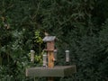 Robin red breast perched on a bird feeder Royalty Free Stock Photo