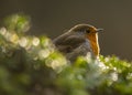 Robin Red Breast Royalty Free Stock Photo