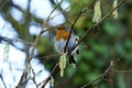 Robin red breast singing his heart out