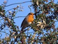 Robin Red Breast - singing