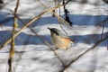 Robin red breast snow scene Royalty Free Stock Photo