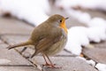 Robin red breast snow scene Royalty Free Stock Photo