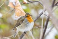 Robin red breast snow scene Royalty Free Stock Photo