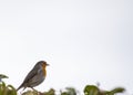 Robin Red Breast Royalty Free Stock Photo