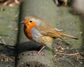 Robin red breast in urban house garden. Royalty Free Stock Photo