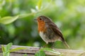 Robin red brest perched on a garden fence Royalty Free Stock Photo