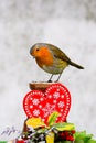 Robin on red heart decoration. Valentine greeting card with copy space
