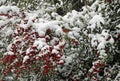 Robin among red winter berries in the snow Royalty Free Stock Photo