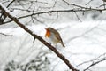 Robin redbreast Royalty Free Stock Photo