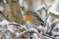 Robin redbreast Royalty Free Stock Photo