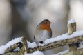 Robin redbreast () Royalty Free Stock Photo