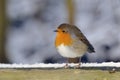 Robin redbreast () Royalty Free Stock Photo