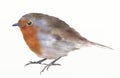 Robin redbreast bird digital watercolor illustration. Royalty Free Stock Photo