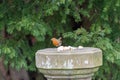 Robin Redbreast bird Royalty Free Stock Photo
