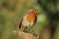 Robin redbreast bird, erithacus rubecula perched on a branch Royalty Free Stock Photo