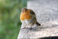 Robin redbreast bird on log