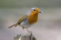 A robin redbreast bird perched on a tree stump Royalty Free Stock Photo