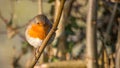 Robin redbreast bird perched on a twig in winter looking straight forward Royalty Free Stock Photo