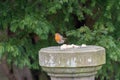 Robin Redbreast bird Royalty Free Stock Photo