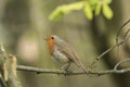 Robin redbreast bird singing Royalty Free Stock Photo