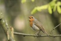 Robin redbreast bird singing