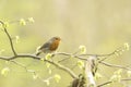 Robin redbreast bird singing Royalty Free Stock Photo