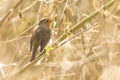 Robin redbreast bird singing Royalty Free Stock Photo