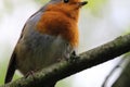 A Robin singing in a tree in the forest Royalty Free Stock Photo