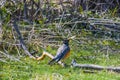 Robin Redbreast Bird Sitting on a Branch