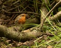 Inquisitive Robin redbreast, Erithacus rubecula, perching on branch with natural background Royalty Free Stock Photo