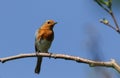 A Robin, redbreast, Erithacus rubecula, perching on a branch of a tree in Spring. Royalty Free Stock Photo