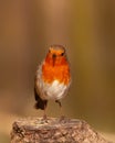 Robin redbreast, Erithacus rubecula, on tree stump Royalty Free Stock Photo