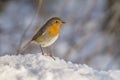 Robin redbreast (Erithacus rubicula) Royalty Free Stock Photo