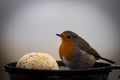 Vibrant Robin Redbreast