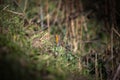 robin redbreast in the meadow of a lake