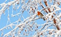 Robin redbreast perched on a snow covered tree branch Royalty Free Stock Photo