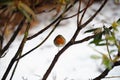 Robin redbreast perching in a bush