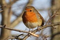 Robin Redbreast Royalty Free Stock Photo