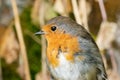 Robin redbreast portrait Royalty Free Stock Photo