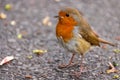 A robin redbreast scurries for food Royalty Free Stock Photo