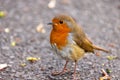 A robin redbreast scurries for food Royalty Free Stock Photo